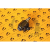 Hydro clamp / turtle solenoid valve suitable for JCB 3CX 4CX