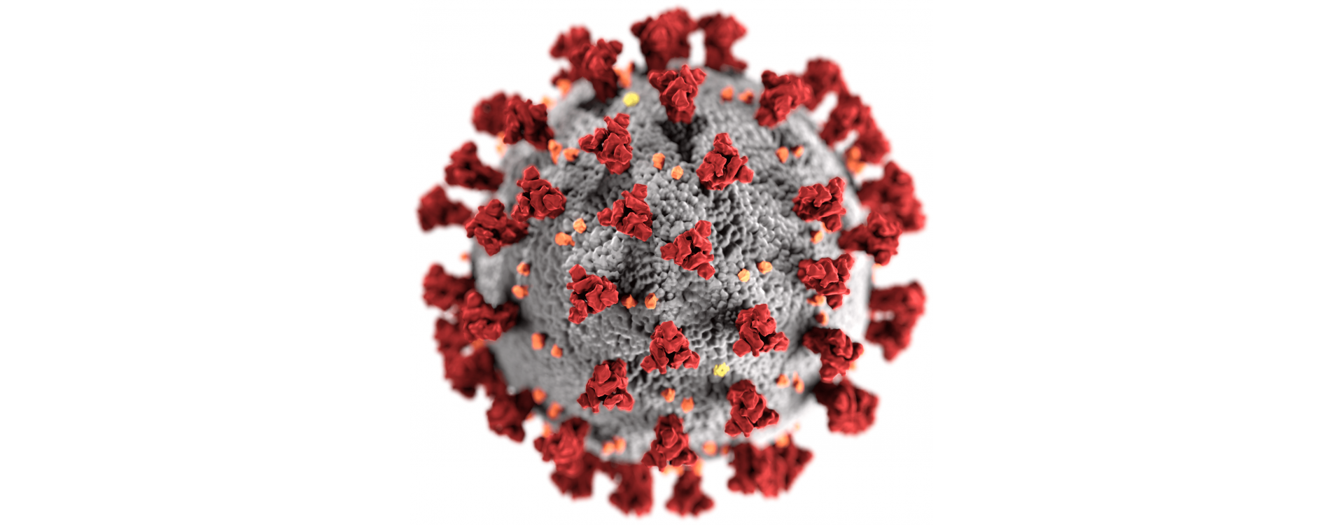 The coronavirus pandemic